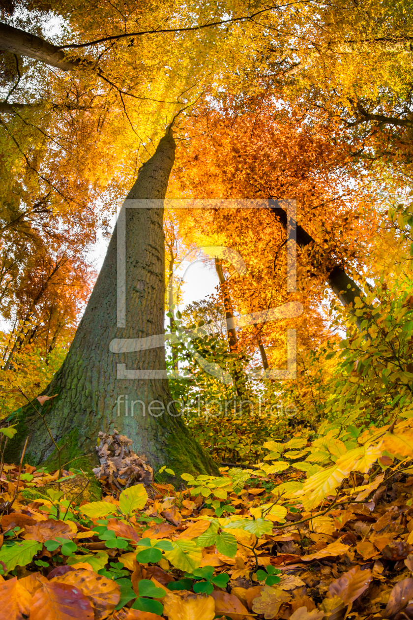 Bild-Nr.: 11612749 Herbst erstellt von Richard-Young