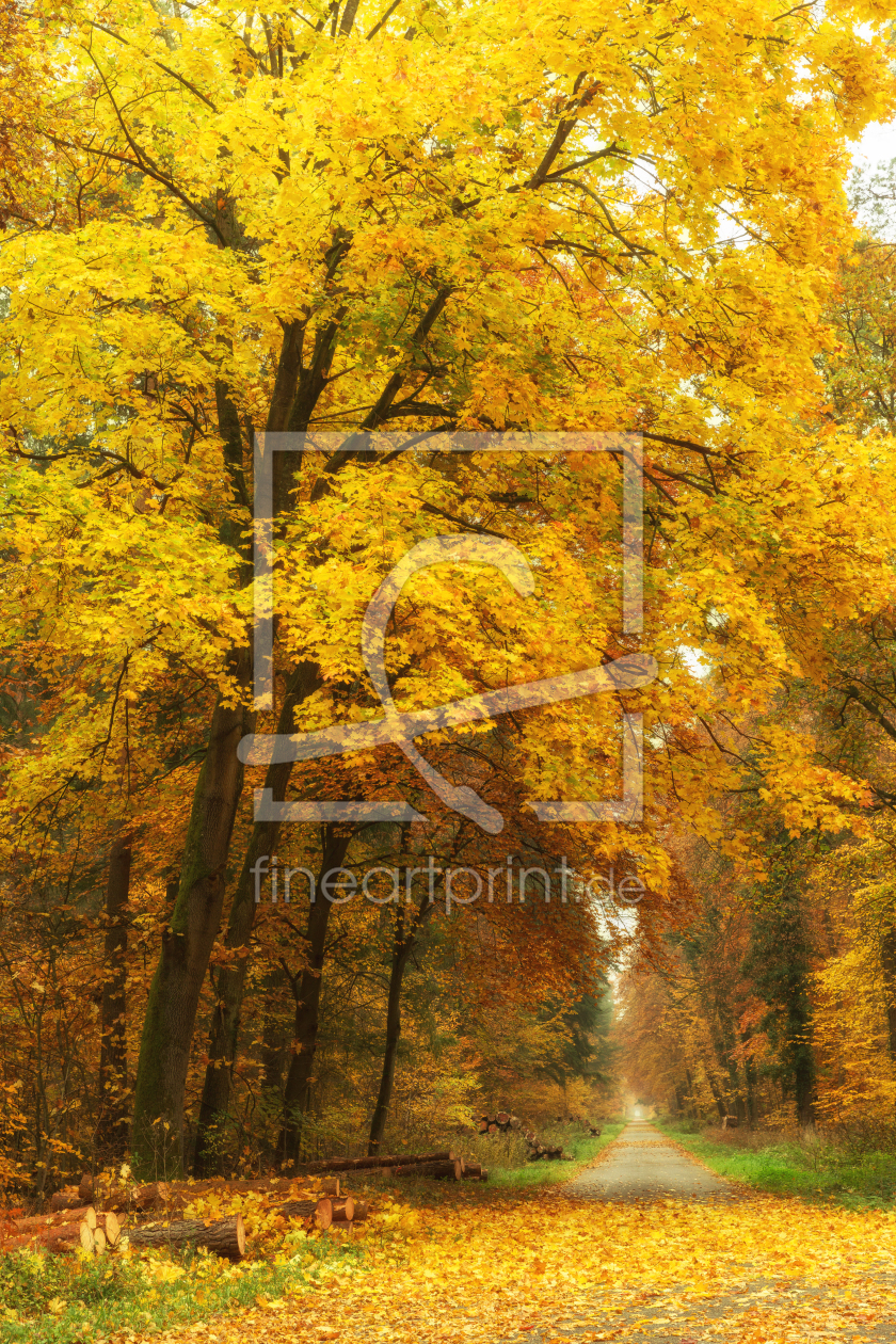 Bild-Nr.: 11613471 Goldene Allee Bild-Nr.: 11613471 Goldene Allee erstellt von Thomas Herzog