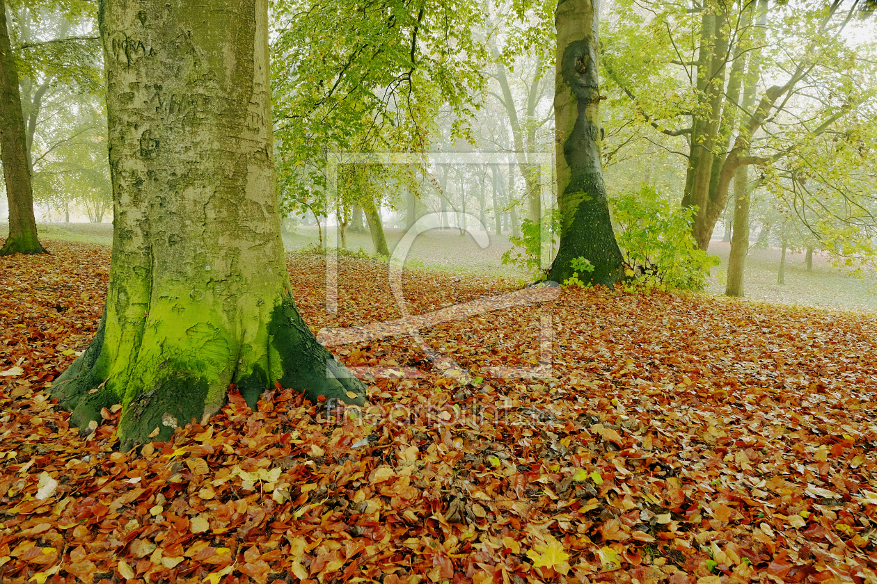 Bild-Nr.: 11613669 Herbstlaub erstellt von Ostfriese