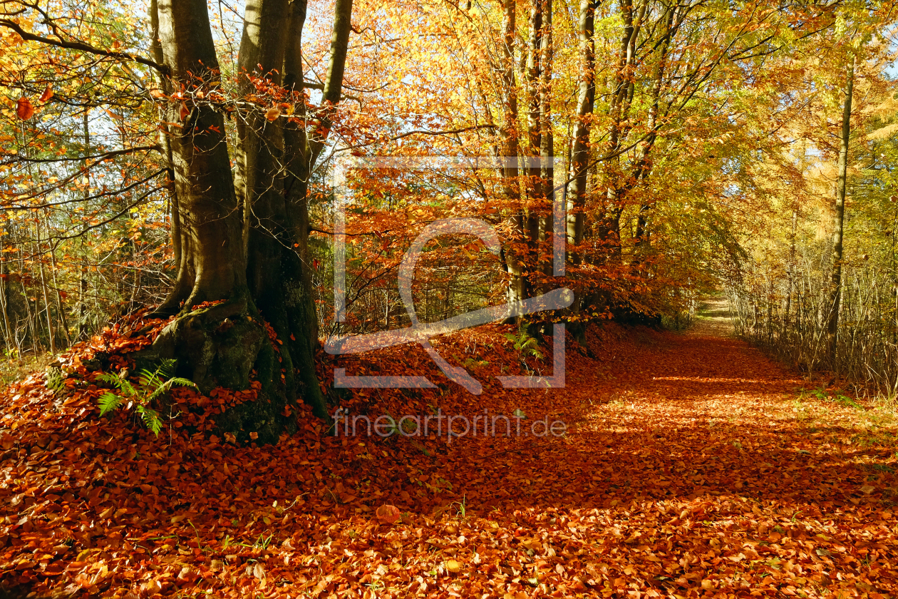 Bild-Nr.: 11614173 Roter Waldteppich  erstellt von Ostfriese
