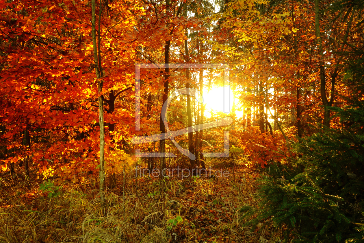 Bild-Nr.: 11614687 Herbstsonne erstellt von Darlya