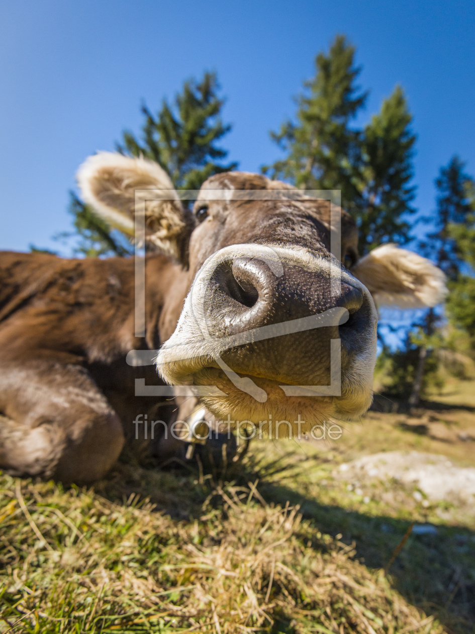 Bild-Nr.: 11615045 Neugierige Kuh erstellt von DenisFeiner
