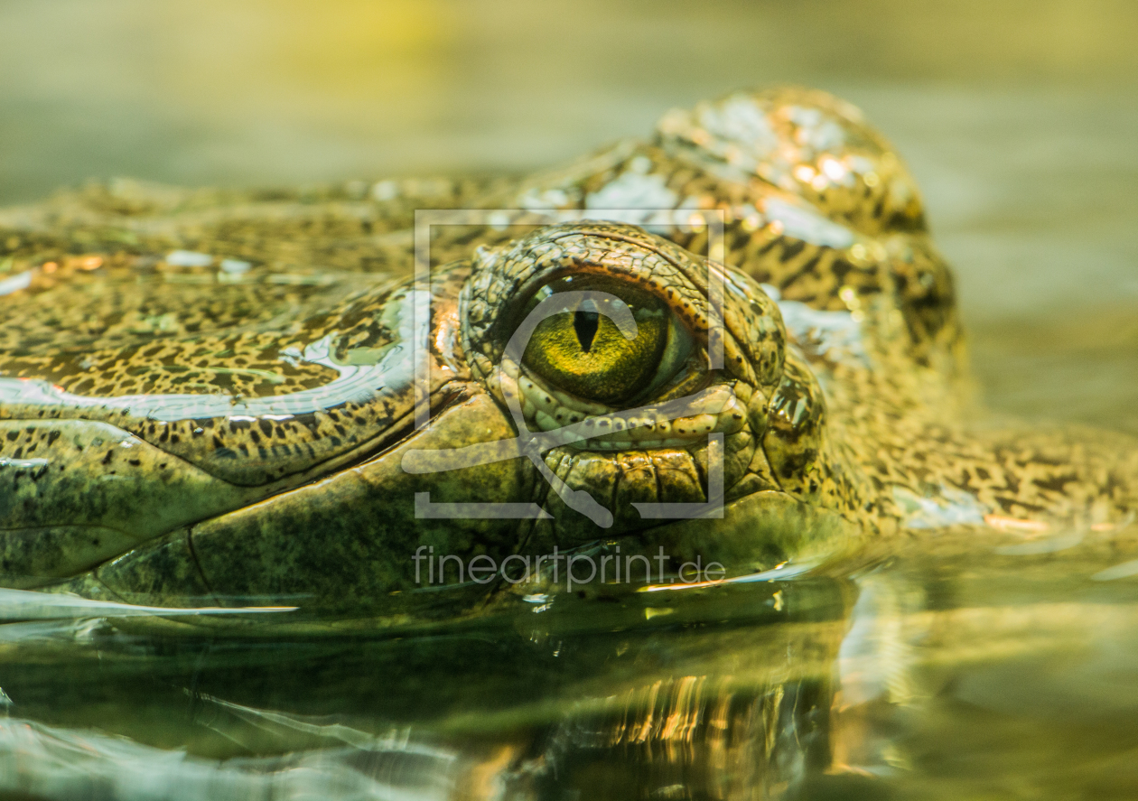 Bild-Nr.: 11615617 Reptil on the Water erstellt von Numis-Motivkiste