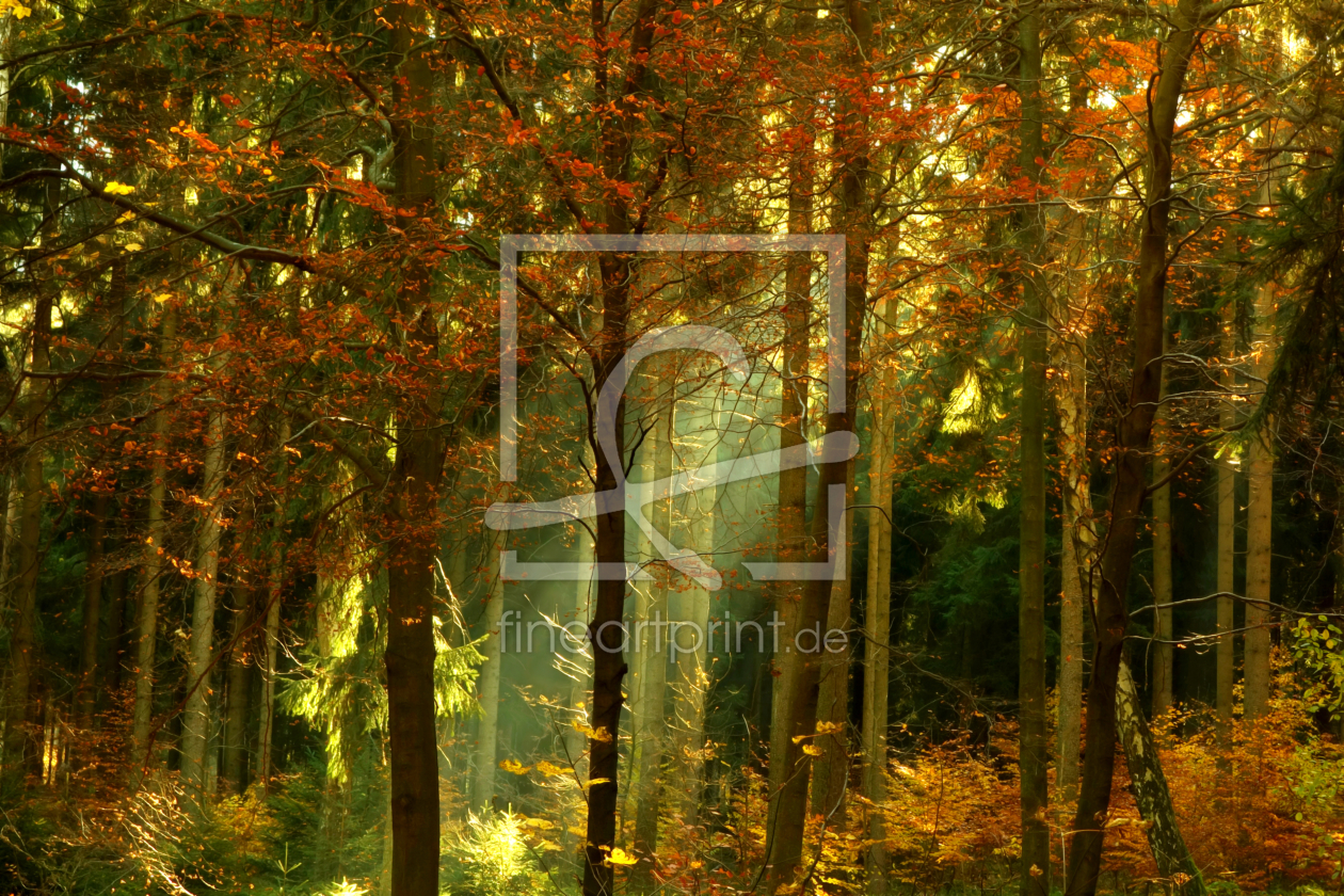 Bild-Nr.: 11615665 Herbstwald erstellt von Darlya