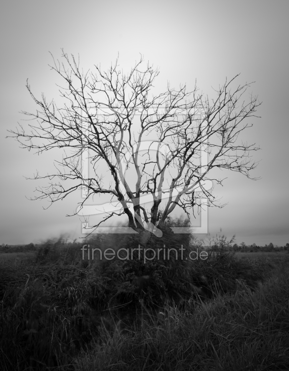 Bild-Nr.: 11615941 Baum Langzeitbelichtung erstellt von PascalSchwabPhoto