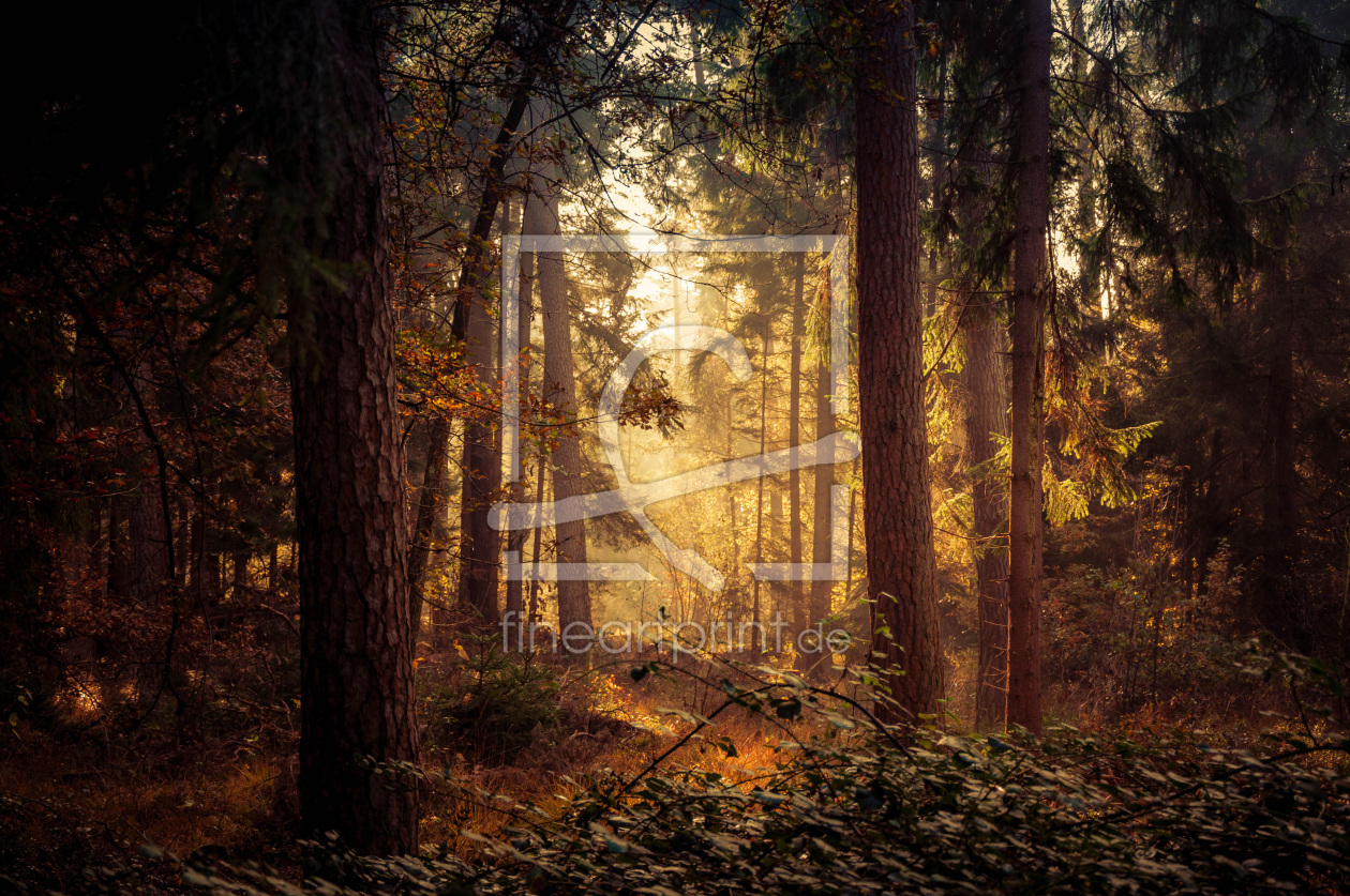 Bild-Nr.: 11616381 Mystischer Wald erstellt von Fineart-Prints-and-Photos
