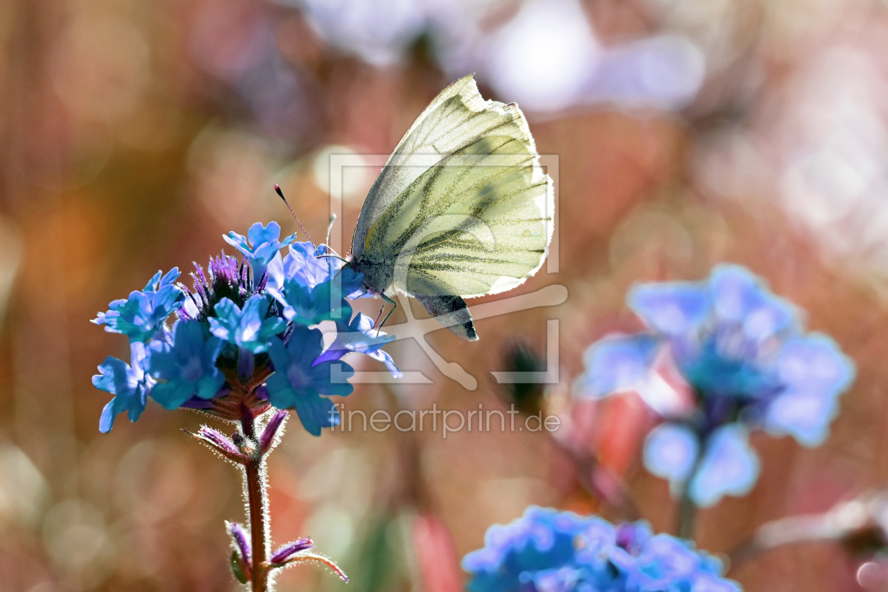 Bild-Nr.: 11616529 Schmetterling erstellt von uwejaeger