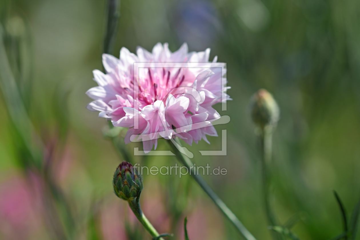 Bild-Nr.: 11616553 Kornblume im Feld erstellt von uwejaeger