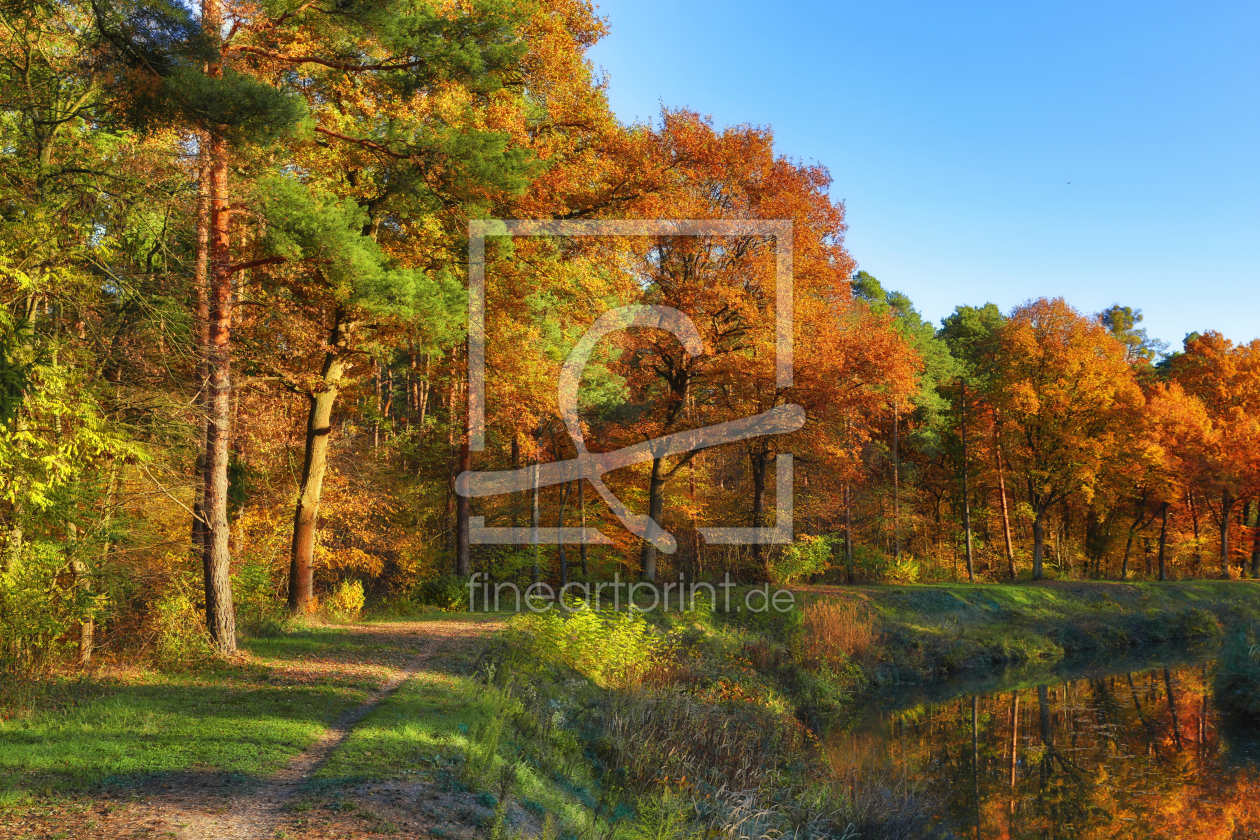 Bild-Nr.: 11616561 Herbst im Kammerforst erstellt von Thomas Herzog