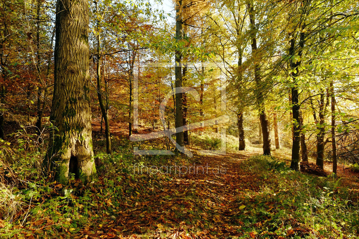 Bild-Nr.: 11617003 Genußvolle Herbstwanderung erstellt von Ostfriese