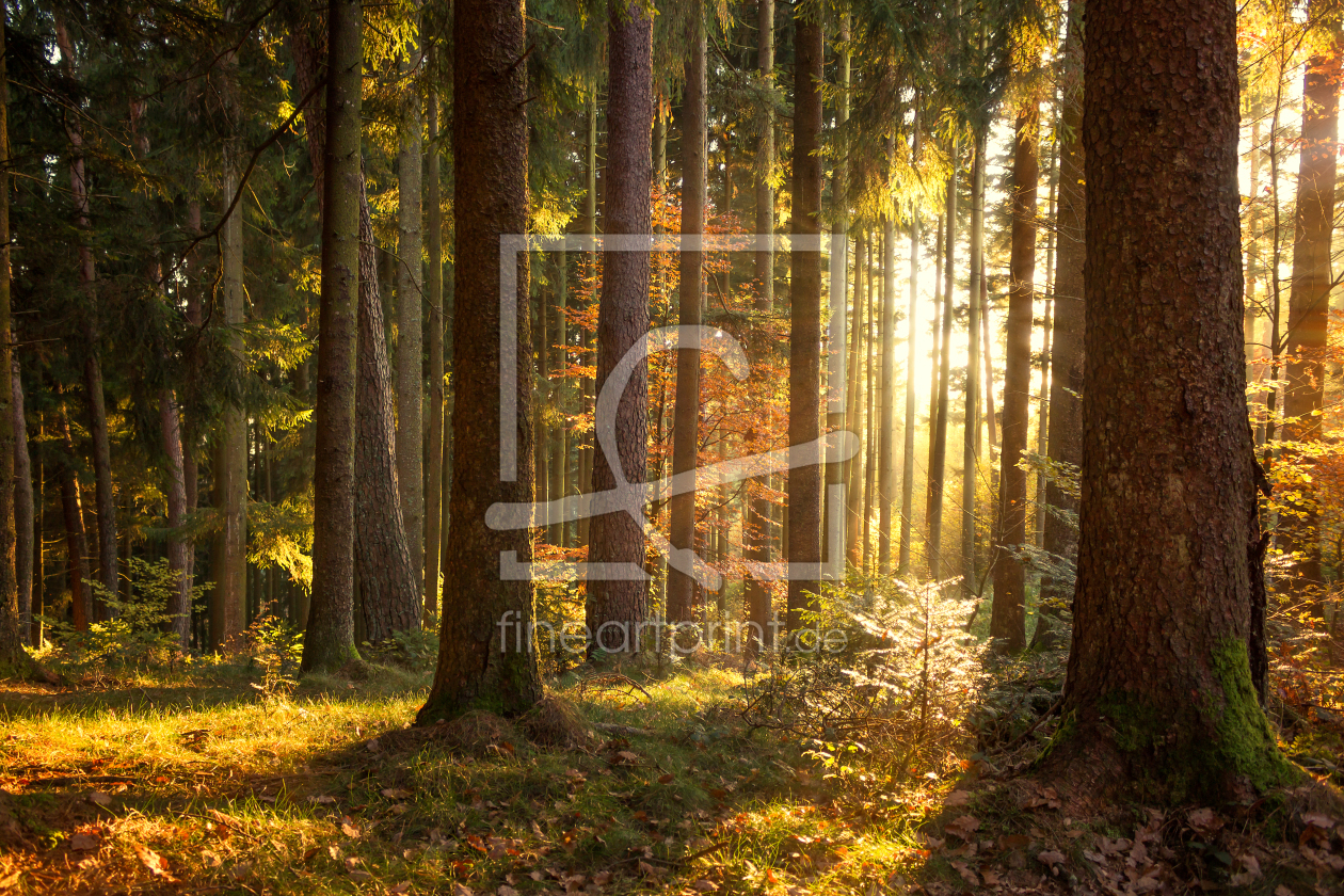 Bild-Nr.: 11617119 idyllischer Herbstwald im Schwarzwald erstellt von Marcel Heinzmann