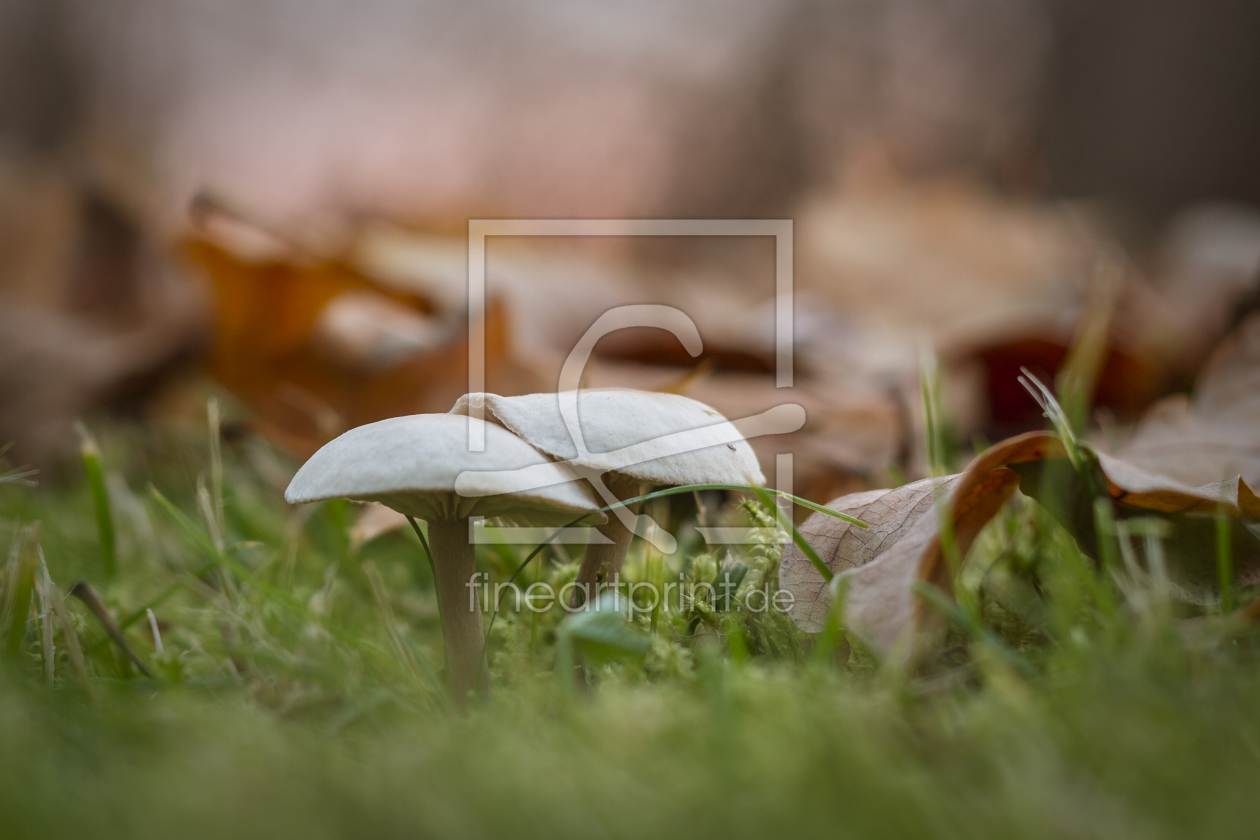 Bild-Nr.: 11617537 Die einsamen Pilze im Laub erstellt von Christian Feist
