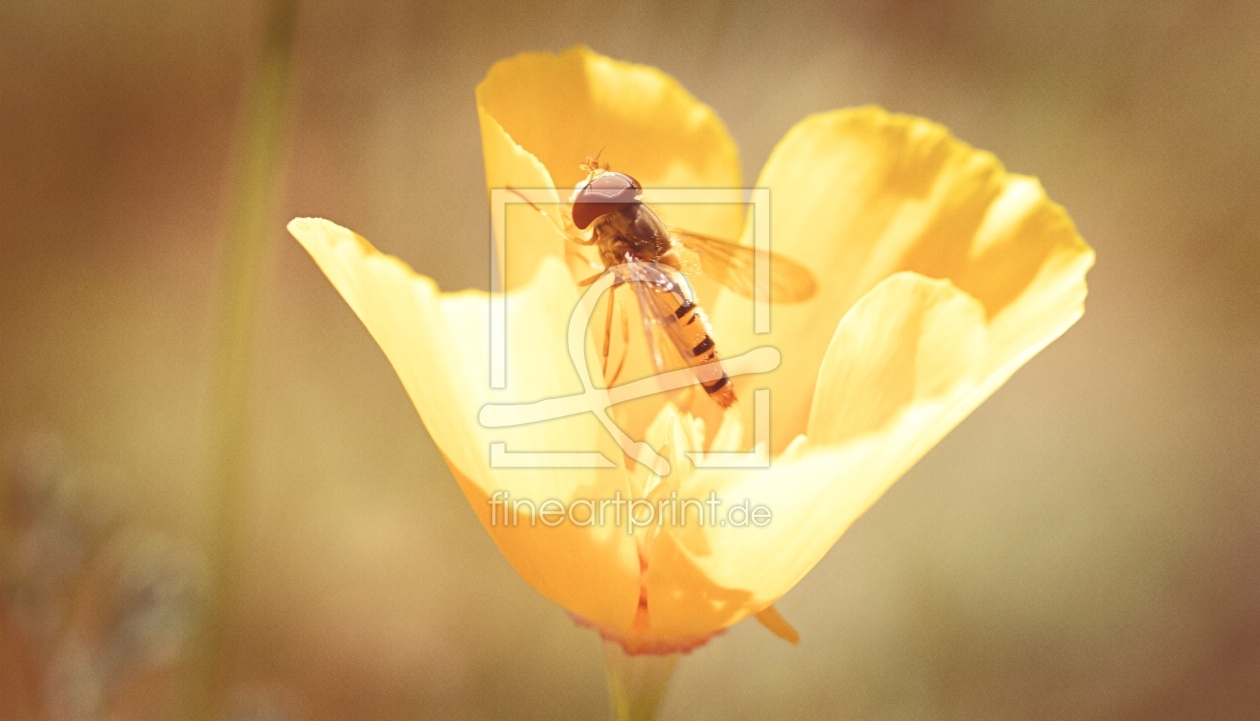 Bild-Nr.: 11617651 Hainschwebfliege erstellt von youhaveadream