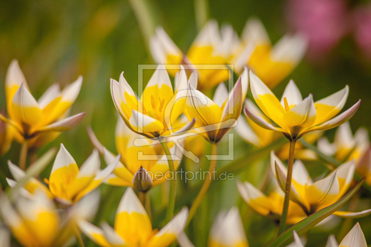 Bild-Nr.: 11617843 Wilde Tulpen erstellt von FotoDeHRO