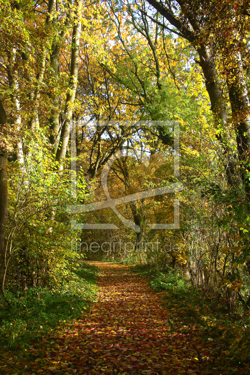 Bild-Nr.: 11618509 Herbstwald 6 erstellt von falconer59