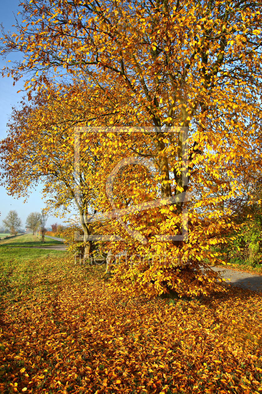 Bild-Nr.: 11618539 Goldener Herbst erstellt von falconer59