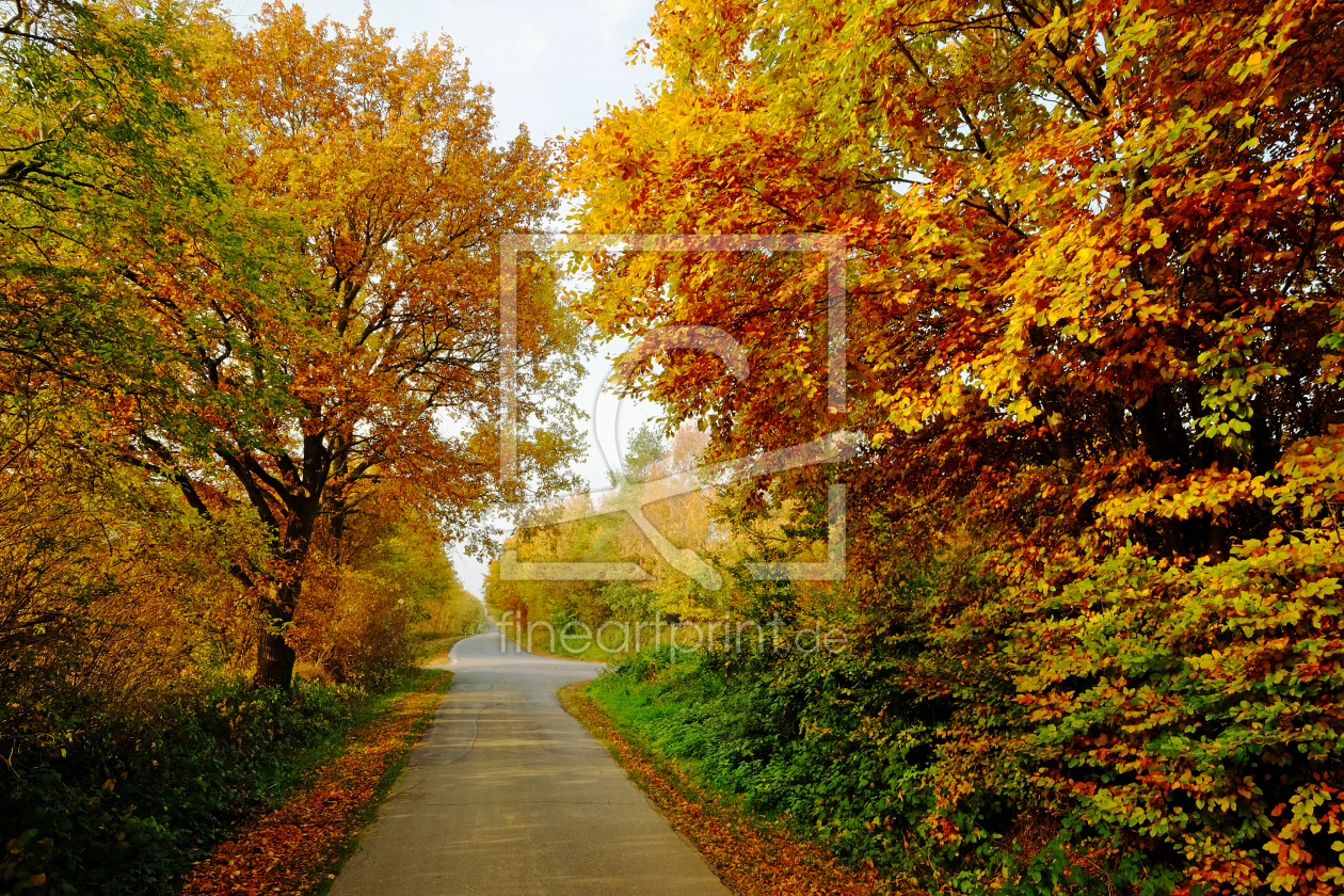 Bild-Nr.: 11618781 Die letzten farbigen Herbstlauballeen erstellt von Ostfriese