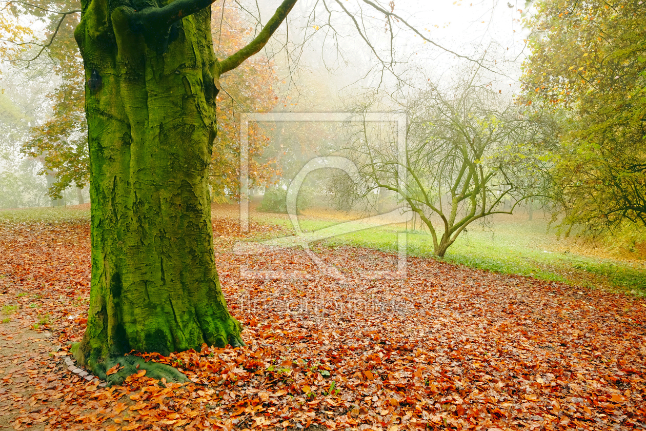 Bild-Nr.: 11618809 Endgültig Herbst erstellt von Ostfriese