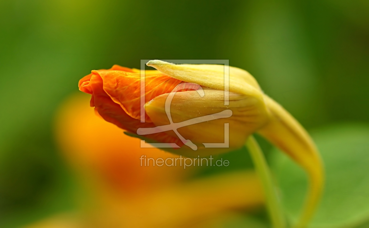 Bild-Nr.: 11618963 Tropaeolum erstellt von youhaveadream