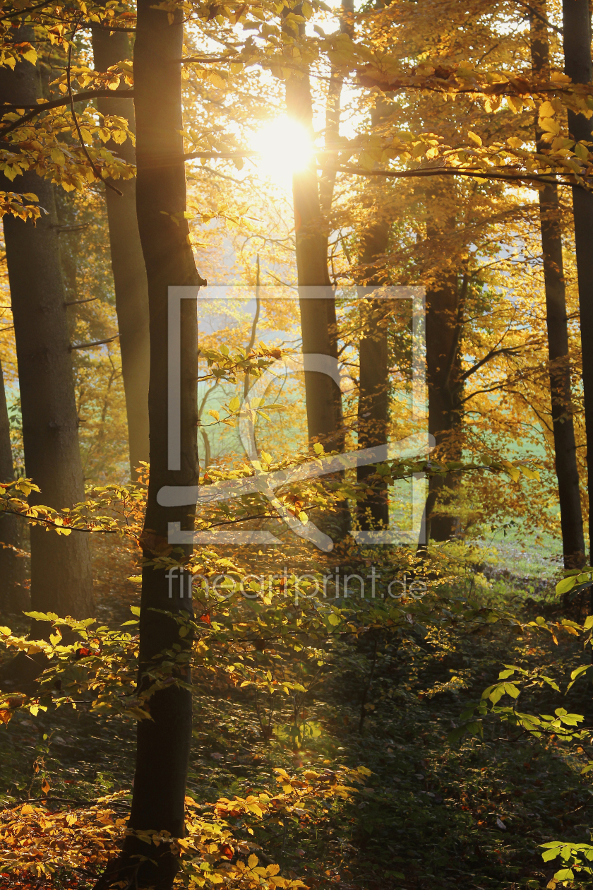 Bild-Nr.: 11619785 Lichterwald erstellt von SusaZoom