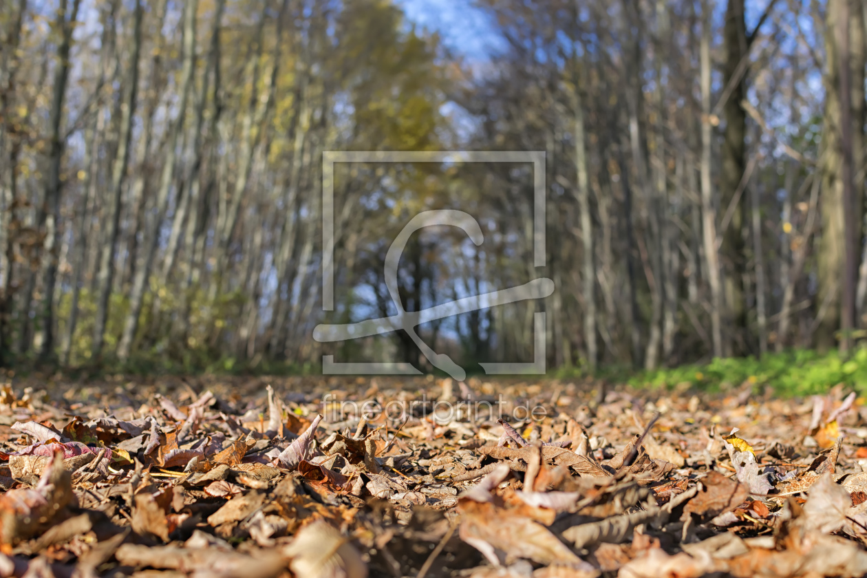 Bild-Nr.: 11619831 Herbstlaub im Wald erstellt von Wolfgang Zwanzger