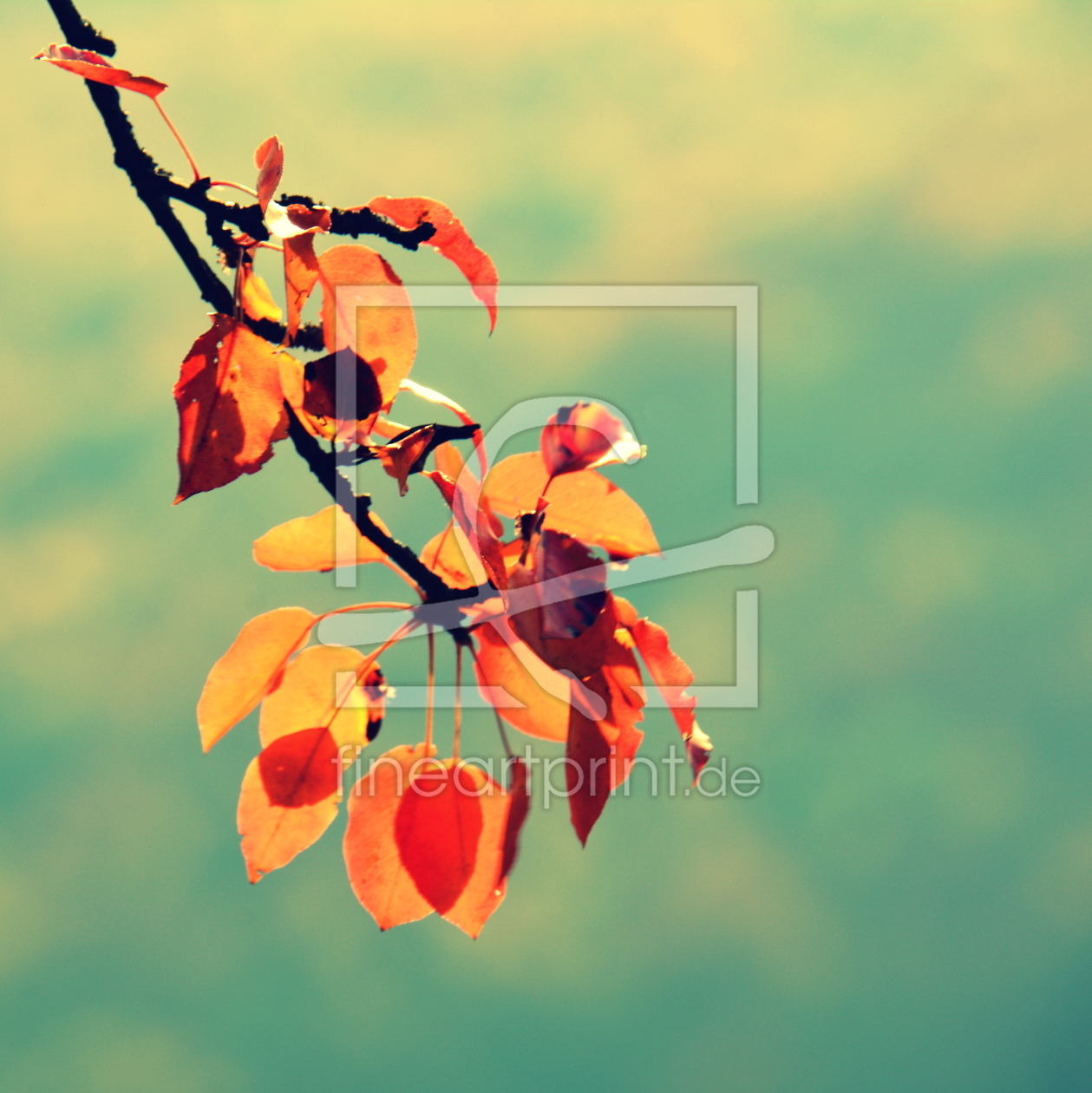 Bild-Nr.: 11620367 Herbstdeko erstellt von GUGIGEI