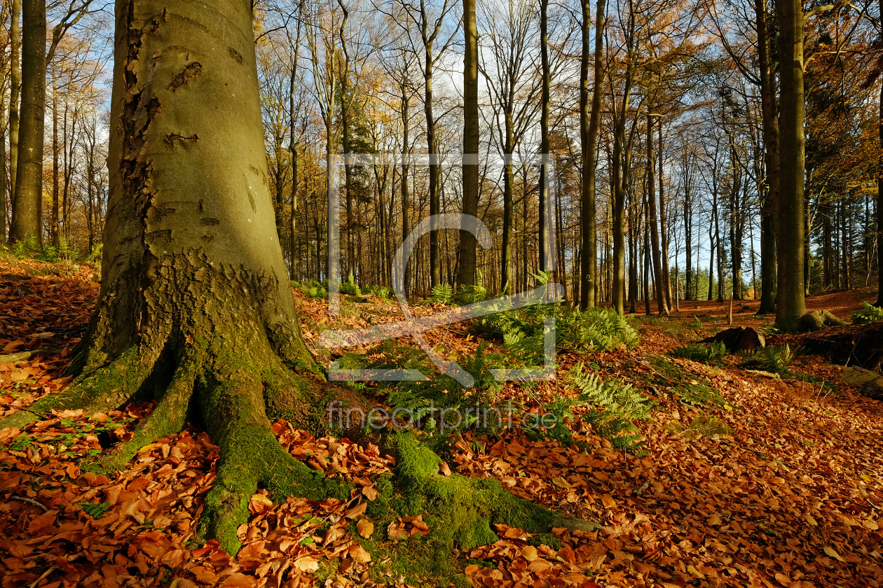 Bild-Nr.: 11621341 Botanik pur erstellt von Ostfriese