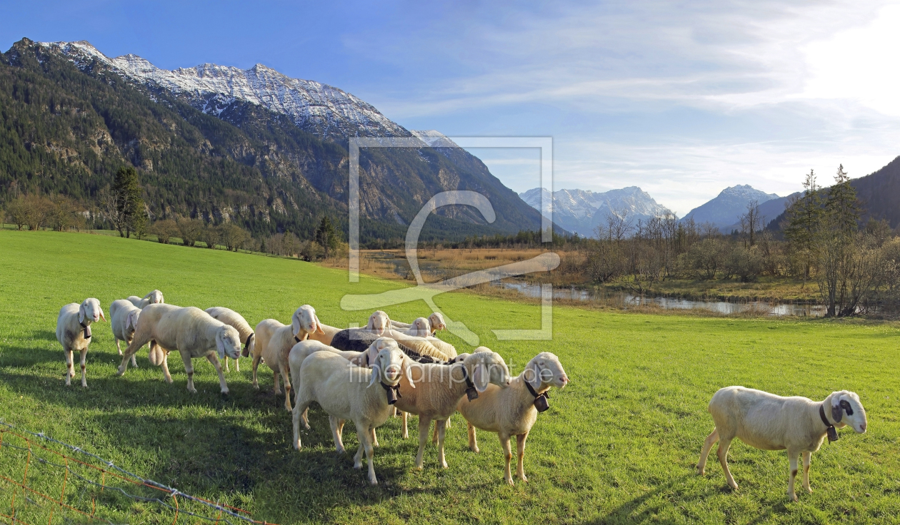 Bild-Nr.: 11621701 Schafherde im Loisachtal erstellt von SusaZoom