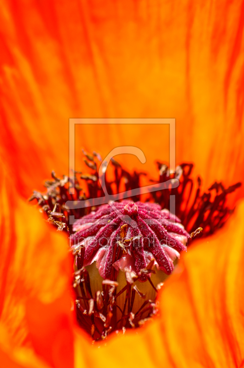 Bild-Nr.: 11621781 Mohnblüte erstellt von Tante-Sally