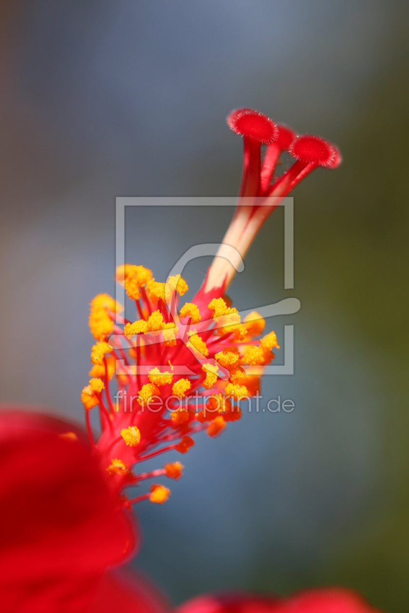 Bild-Nr.: 11621817 Hibiskus IMG_0877 erstellt von Alfons Kühnert