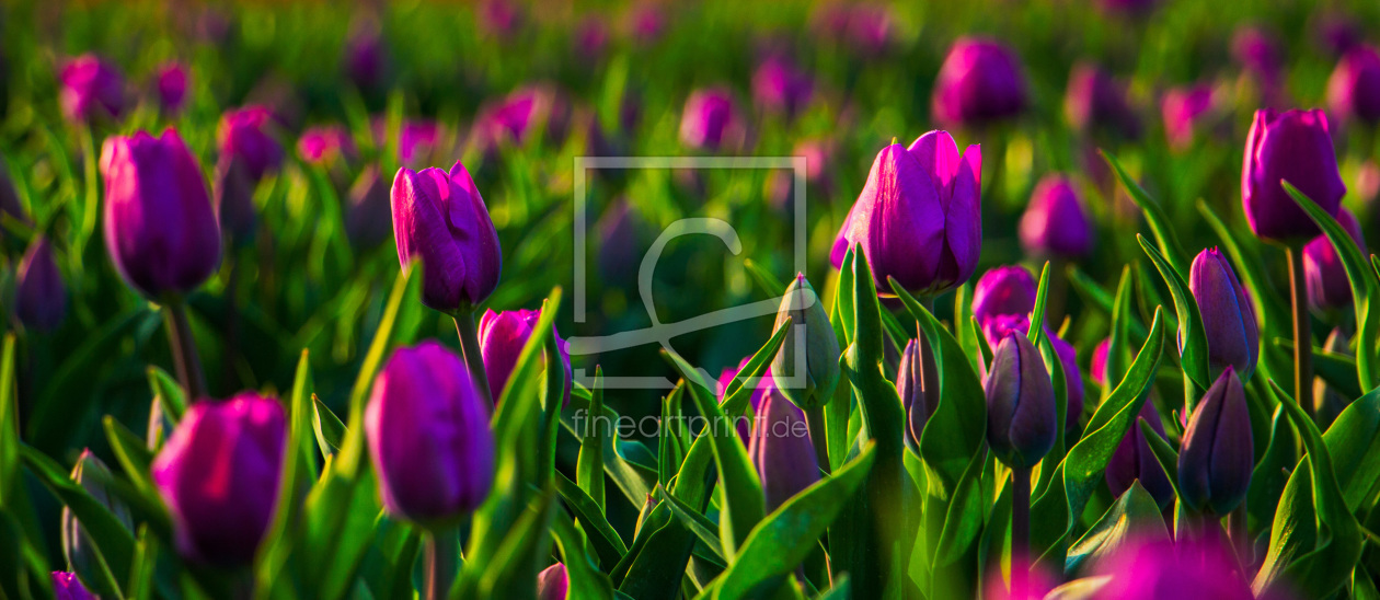 Bild-Nr.: 11622231 Lila-Traum-Tulpen Panorama erstellt von Numis-Motivkiste