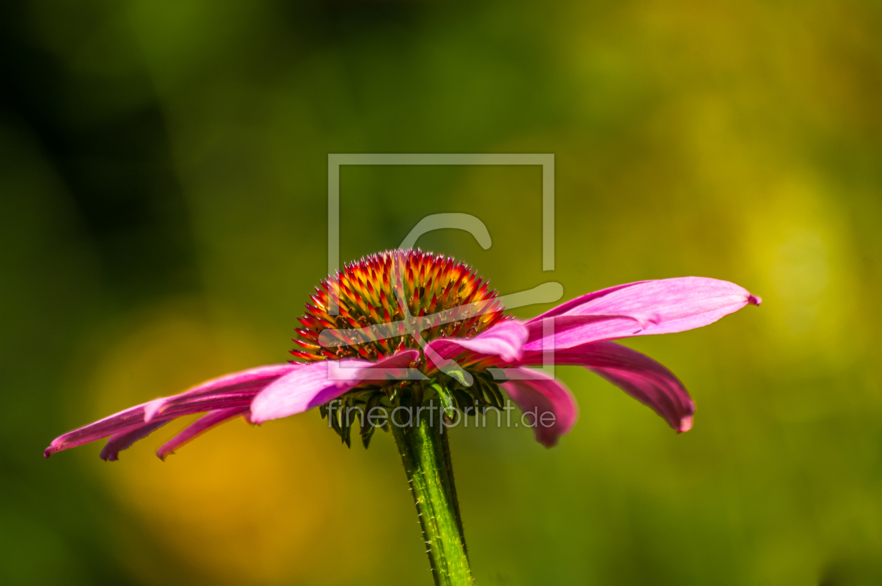 Bild-Nr.: 11624459 Blume erstellt von Tante-Sally