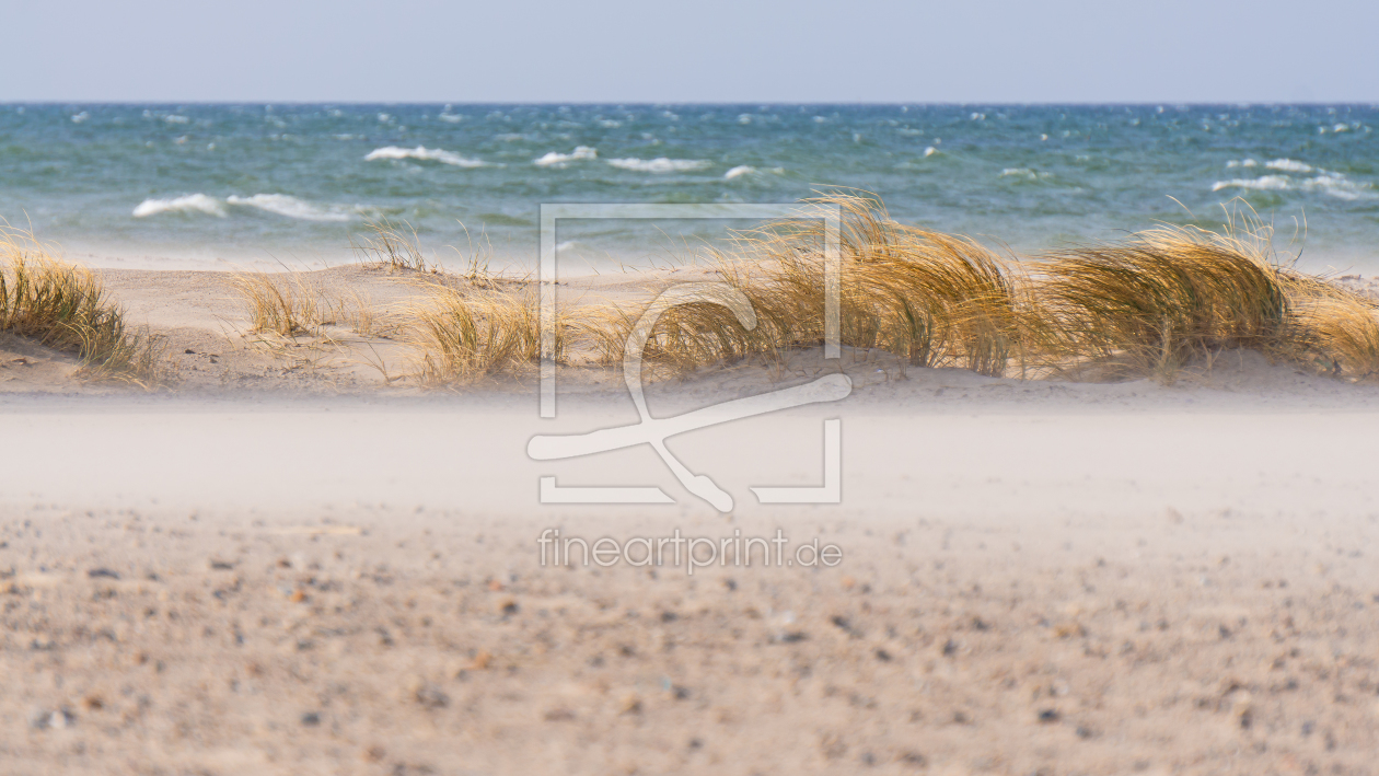Bild-Nr.: 11624771 Gras im wehenden Sand  am Meer erstellt von Regiles