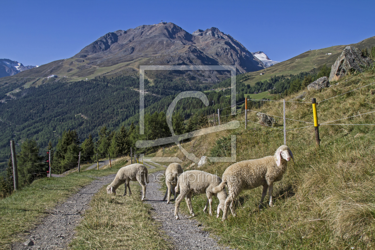 Bild-Nr.: 11624911 Schafe im Rettenbachtal erstellt von EderHans