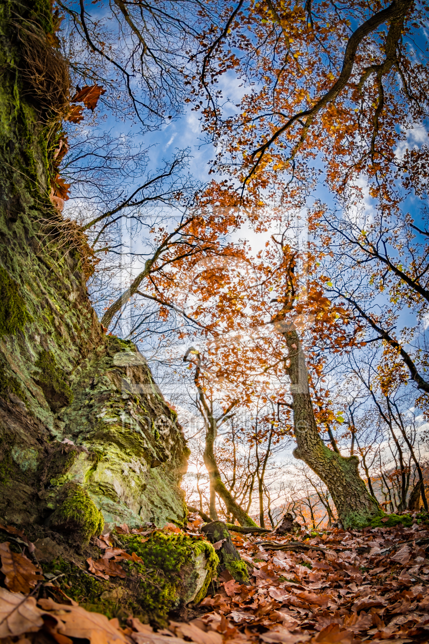 Bild-Nr.: 11626447 Mysteryforest erstellt von Richard-Young