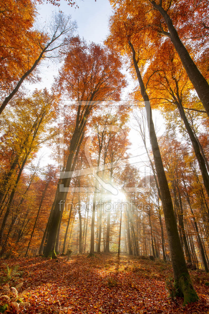 Bild-Nr.: 11626533 Herbstzauber im Laubwald mit sanftem Sonnenlicht erstellt von ReichderNatur