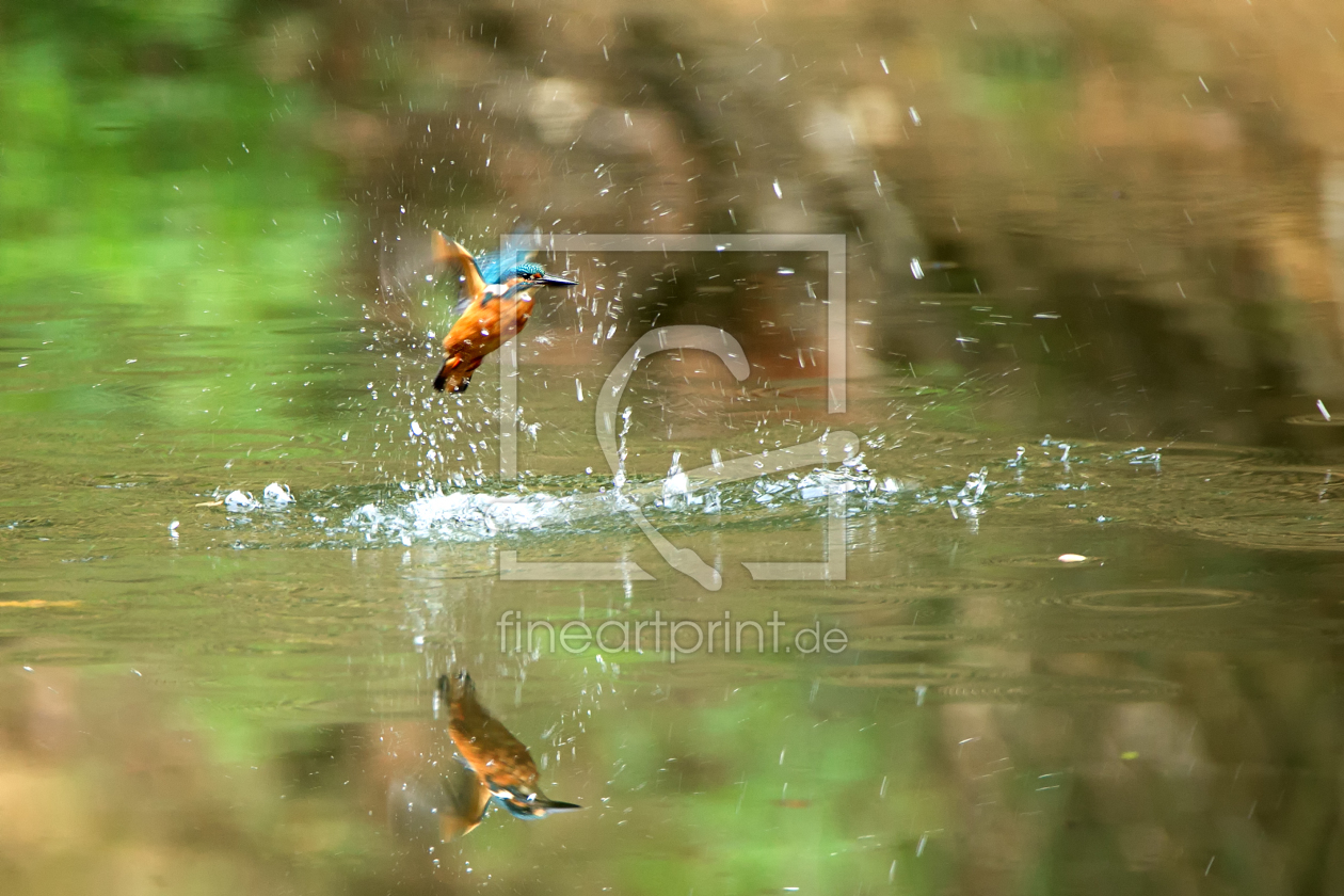 Bild-Nr.: 11626951 Eisvogel auf Jagd erstellt von Uwe Hennig