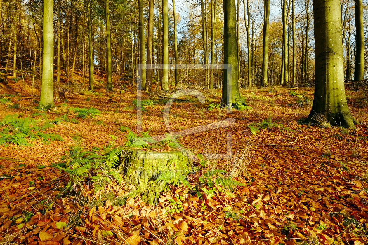 Bild-Nr.: 11627211 Picknickplatz auf der Lichtung erstellt von Ostfriese