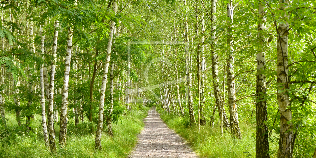 Bild-Nr.: 11628631 Birkenweg erstellt von Atteloi