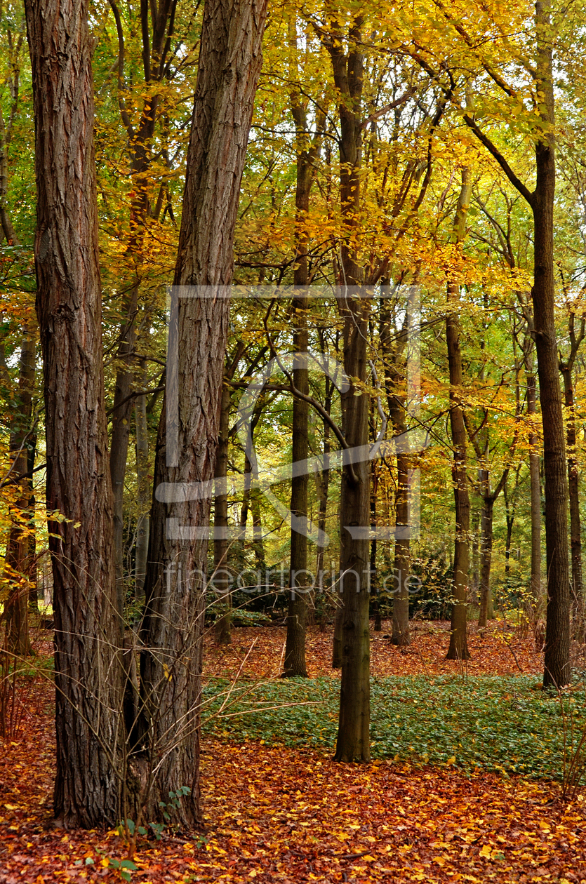 Bild-Nr.: 11628677 Herbst erstellt von Atteloi