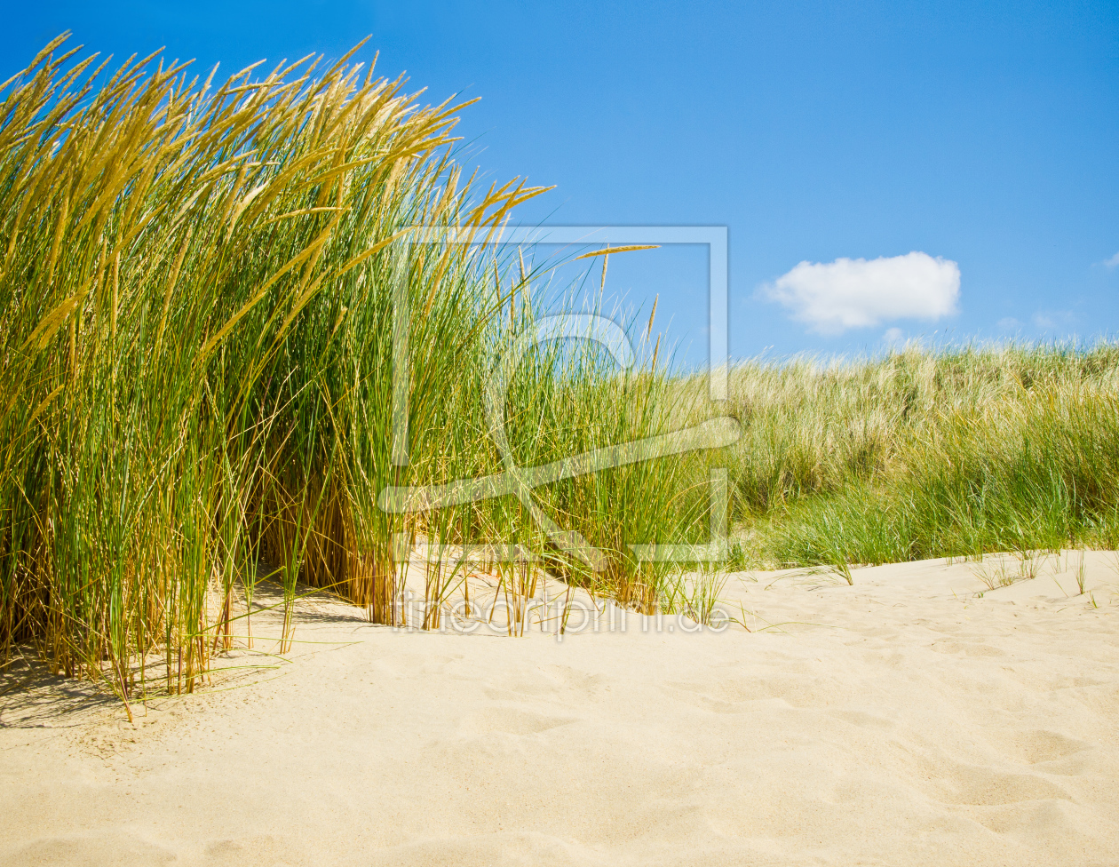 Bild-Nr.: 11630905 Dünen erstellt von euregiophoto