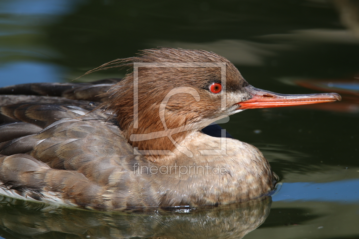 Bild-Nr.: 11631653 Gänsesäger erstellt von FotoDeHRO