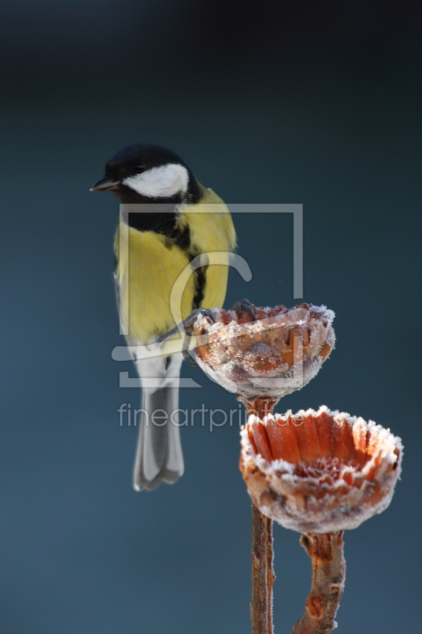 Bild-Nr.: 11632277 Kohlmeise Parus major erstellt von Uwe Fuchs