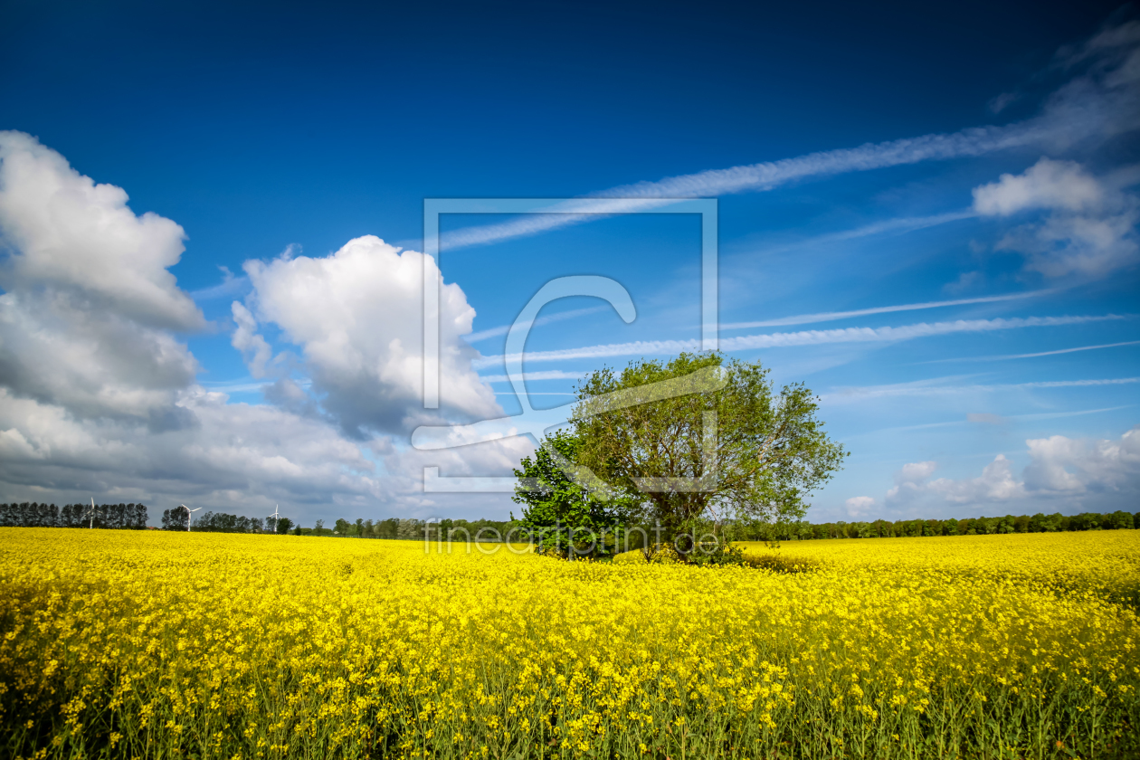 Bild-Nr.: 11632297 Im Rapsfeld erstellt von FotoDeHRO