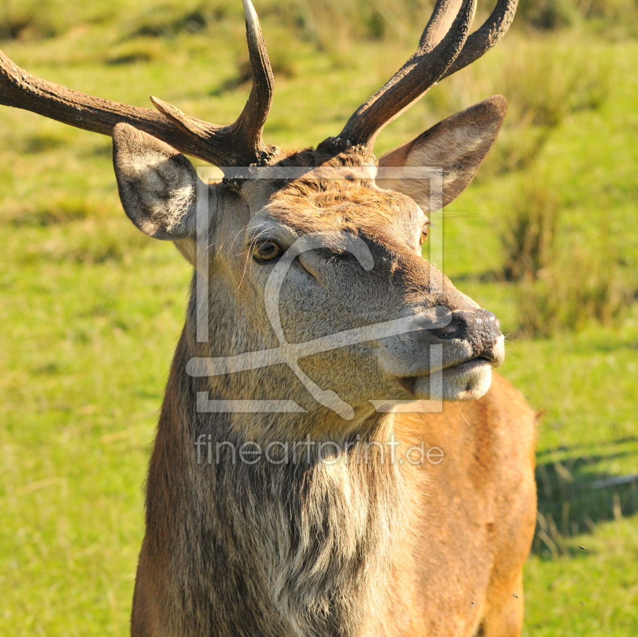 Bild-Nr.: 11632443 Hirschportrait erstellt von GUGIGEI