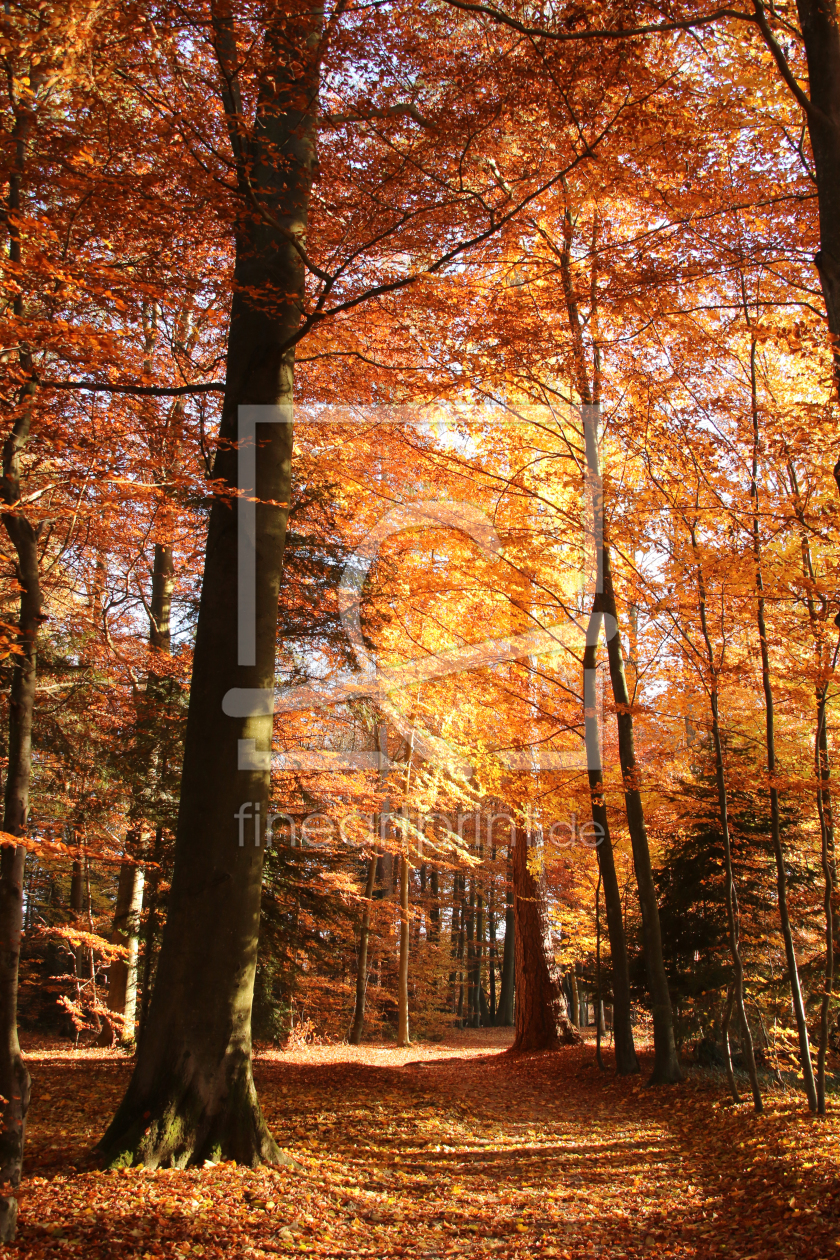 Bild-Nr.: 11632689 Hebstwald erstellt von Eileen Kumpf