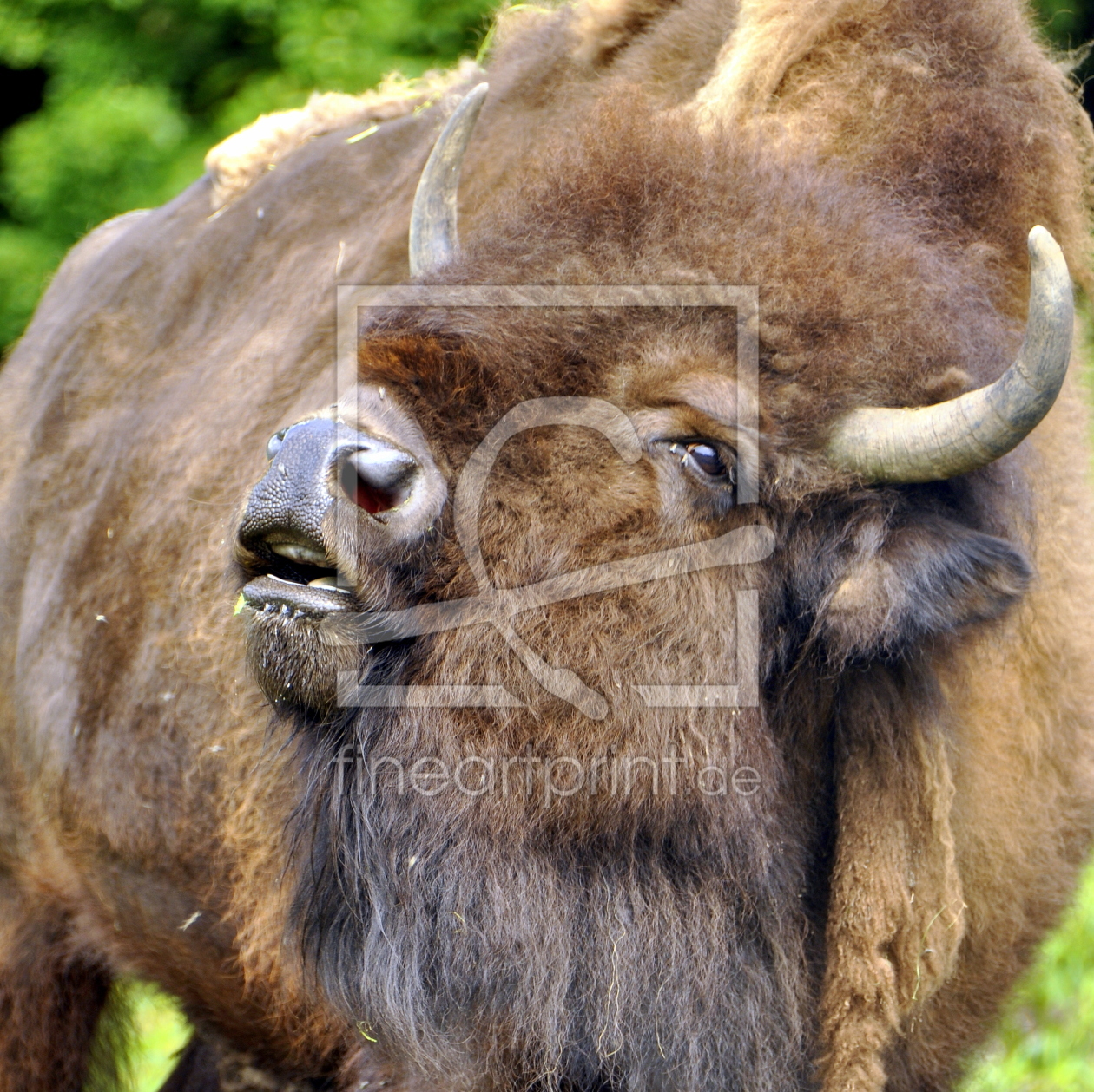 Bild-Nr.: 11636299 BISON - im Portrait erstellt von GUGIGEI