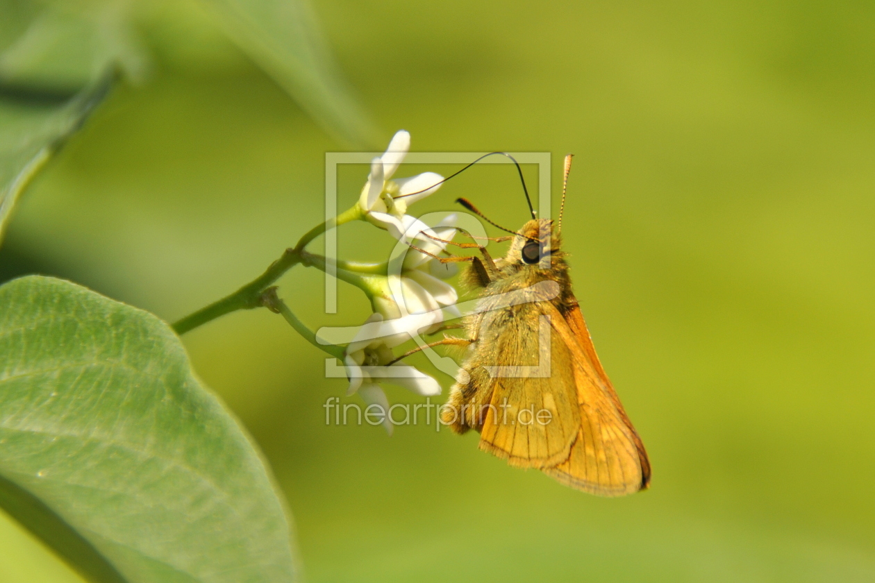 Bild-Nr.: 11636503 Schleckermäulchen erstellt von GUGIGEI