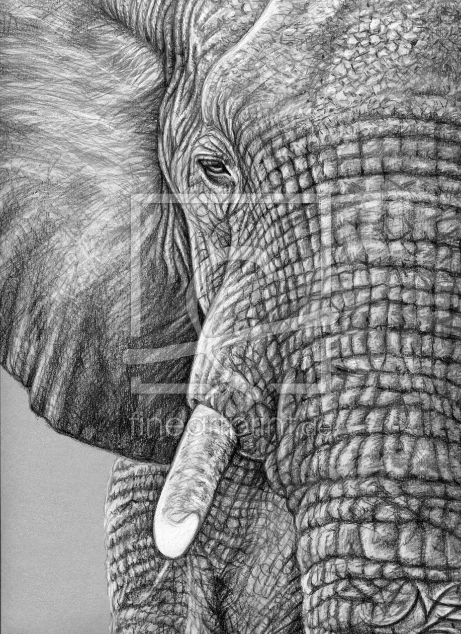 Bild-Nr.: 11637425 Afrikanischer Elefant - African Elephant erstellt von NicoleZeug