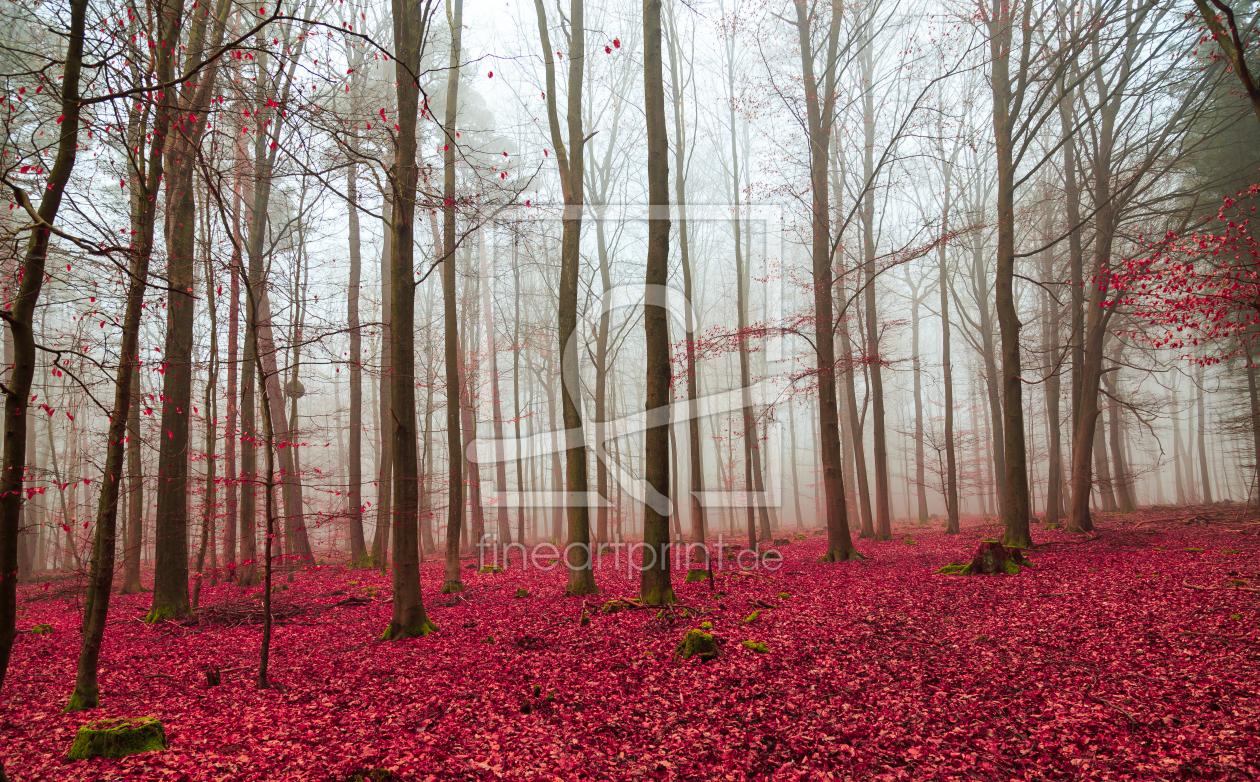 Bild-Nr.: 11639594 Zauberwald in rot und weiß. erstellt von wsf-fineartprint